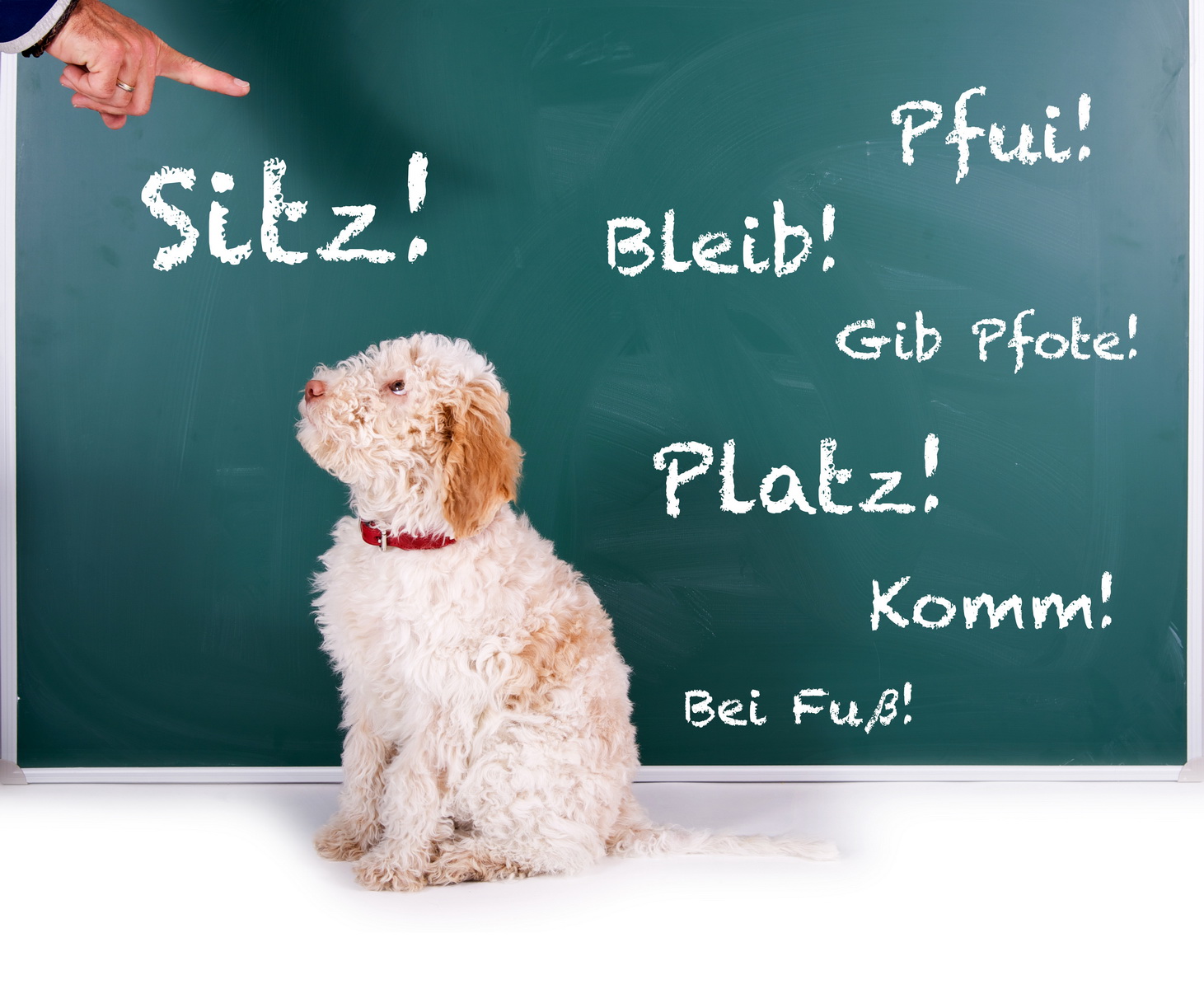 Hundeschule Tierpsychologie Ostschweiz St. Gallen